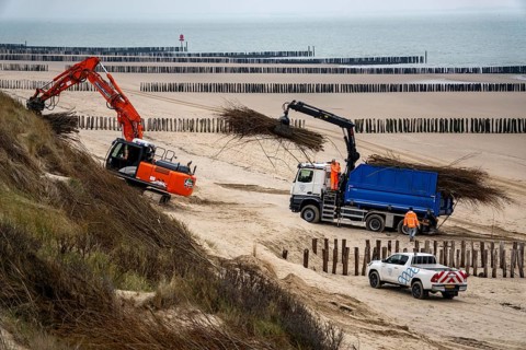 Coastal protection, work on strengthening the dunes with brushwood fences, which are attached to