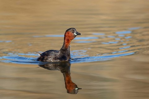 Little Grebe (Tachybaptus ruficollis), Lesvos, Greece