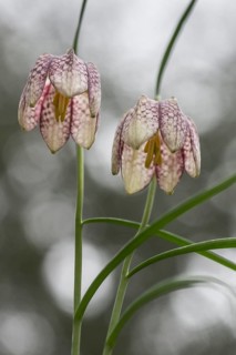 Snake's Head Fritillary (Fritillaria meleagris), Emsland, Lower Saxony, Germany