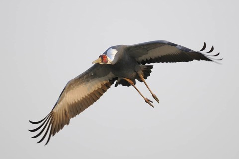 White-naped Crane (Antigone vipio) flying, Arasaki, Japan