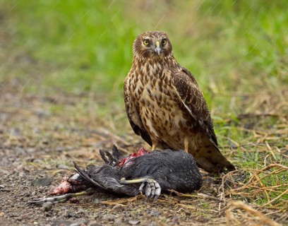 Northern Harrier (Circus cyaneus) eating American Coot (Fulica americana)