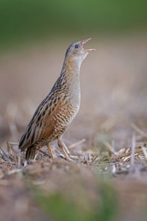 Corn Crake (Crex crex) calling, Saxony-Anhalt, Germany
