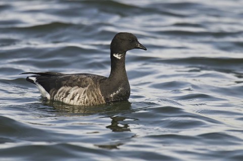 Brant Goose (Branta bernicla), New Jersey, USA
