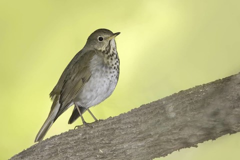 Hermit Thrush (Catharus guttatus), Arizona, USA