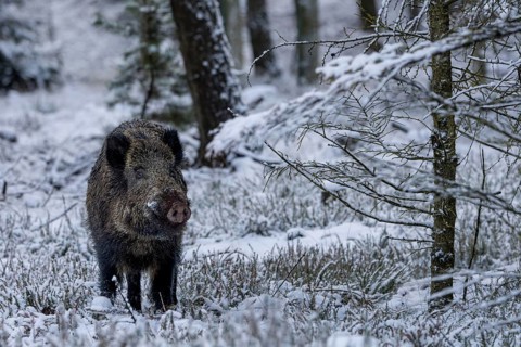 Did the wild boar (Sus scrofa) pick up the scent of a female boar, early winter, winter, snow,