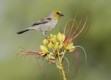 Verdin (Auriparus flaviceps), Texas, USA