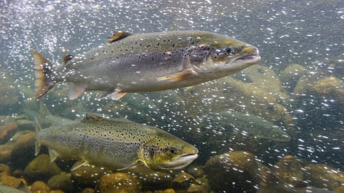 Swimming salmon (Salmo salar) under water, Laerdalsoyri, Norway