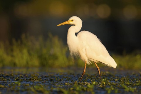 Intermediate Egret (Ardea intermedia) foraging, Queensland, Australia