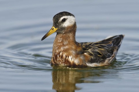 Red Phalarope (Phalaropus fulicarius), Arizona, USA