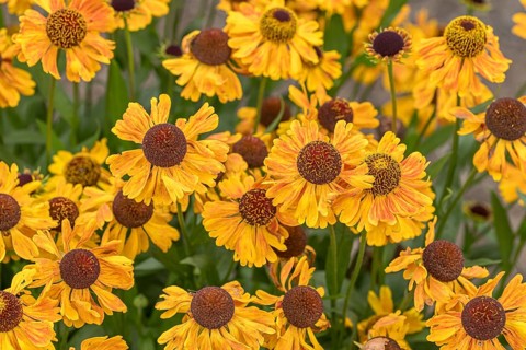 Sunflower (Helenium 'Carmen'), RHS Garden Bridgewater, Great Britain