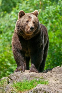 Brown bear (Ursus arctos) standing on a rock and looking attentively, captive, Bavarian Forest