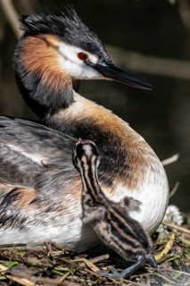 Great Crested Grebe (Podiceps Scalloped ribbonfish) with juvenile, Emsland, Lower Saxony, Germany