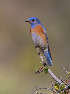 Western Bluebird (Sialia mexicana) male, California, USA