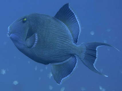 Blue-striped triggerfish (Pseudobalistes fuscus)