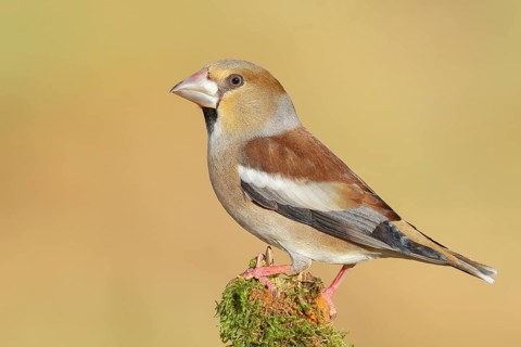 Hawfinch (Coccothraustes coccothraustes), female sitting attentively on a branch covered with moss,