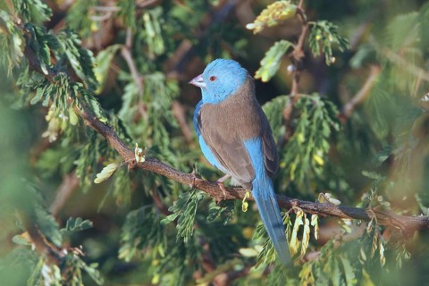 Blue-capped Cordon-bleu (Uraeginthus cyanocephalus) male, Samburu, Kenya