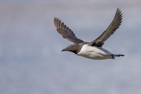 Common guillemot (Uria aalge), in flight, Hornoya, Varangerfjord, Norway