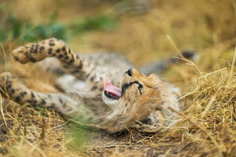 Cheetah (Acinonyx jubatus) youngster lying on a meadow, captive, occurrence Africa