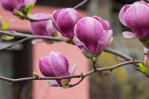 Tulip magnolia (Magnolia × soulangeana 'Lennei'), Germany