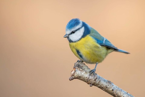 Eurasian Blue Tit (Cyanistes caeruleus) perched on a branch, Lower Saxony, Germany