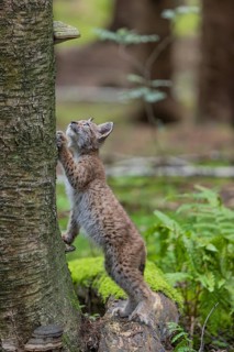 One young (10 weeks old) male Eurasian lynx, (Lynx lynx), standing erected with his front paws on