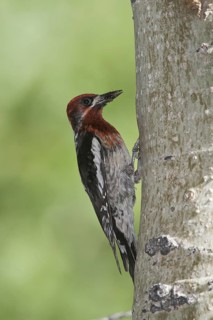 Red-breasted Sapsucker (Sphyrapicus ruber), California, USA