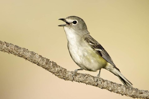 Plumbeous Vireo (Vireo plumbeus) singing, Arizona, USA