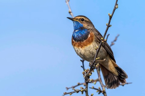 Bluethroat (Luscinia svecica cyanecula) male perched on a branch, Mecklenburg-Western Pomerania,