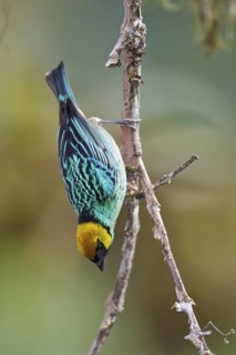 Saffron-crowned Tanager (Tangara xanthocephala) perched on a branch in Ecuador, South America