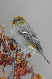 Pine Grosbeak (Pinicola enucleator) female, Ontario, Canada