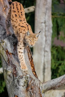 A Eurasian lynx (Lynx lynx) runs down a dead tree lying at an angle