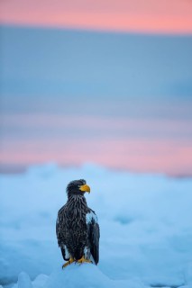Steller's Sea Eagle (Haliaeetus pelagicus) on snow, Hokkaido, Japan
