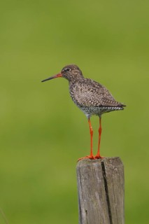 Common Redshank (Tringa totanus), Netherlands