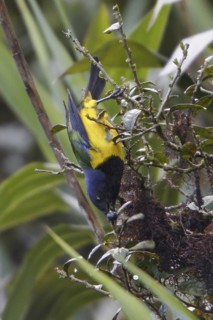 Black-chested Mountain Tanager (Buthraupis eximia), Ecuador