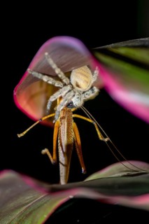Hairy spider eats large grasshopper, at night, Puntarenas province, Costa Rica