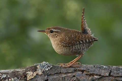 Eurasian Wren (Troglodytes troglodytes), Rhineland-Palatinate, Germany