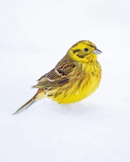 Yellowhammer (Emberiza citrinella) in snow, Saxony-Anhalt, Germany