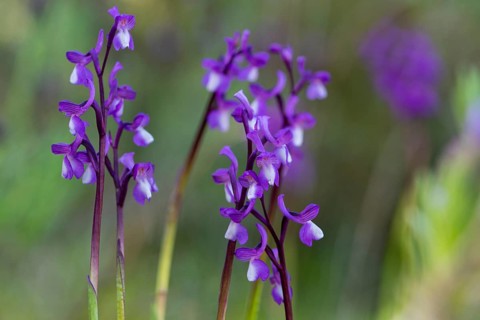 Purple Anacamptis champagneuxii orchids bloom delicately in their natural setting, showcasing