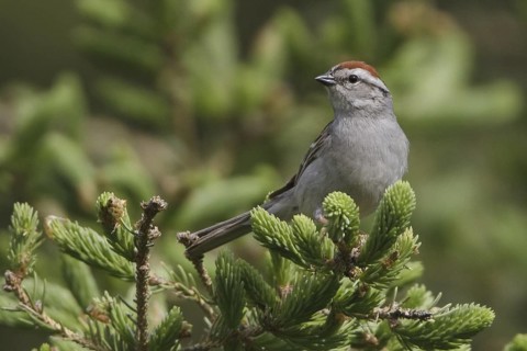 Chipping Sparrow (Spizella passerina), British Columbia, Canada