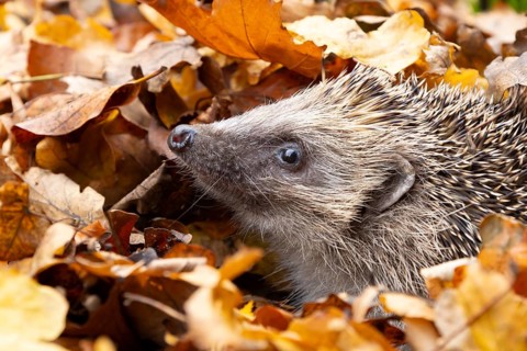 European hedgehog (Erinaceus europaeus) adult animal emerging from a pile of fallen autumn leaves