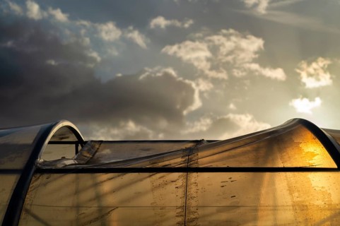 Greenhouse, nursery, agriculture, evening light, sun, clouds, Fellbach, Baden-Württemberg, Germany