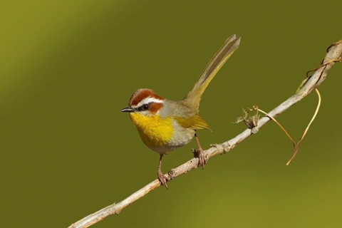Rufous-capped Warbler Basileuterus rufifrons Santa Rita Mountains, Pima County, Arizona, United