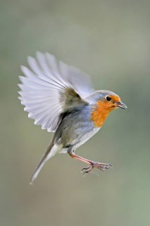 European robin (Erithacus rubecula) in flight, Meienberg, Canton Aargau, Switzerland