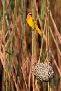 Eastern golden weaver (Ploceus subaureus), adult, male, at nest, Saint Lucia Estuary, Isimangaliso
