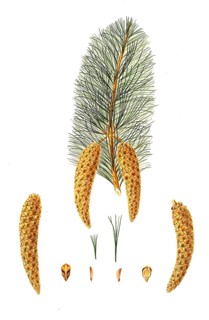 Western white pine, Pinus monticola, Western white pine, tree, digitally enhanced reproduction of
