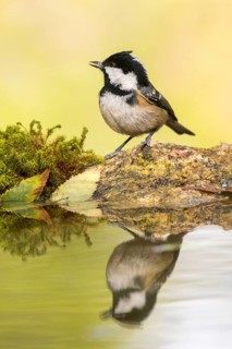 Coal Tit (Periparus ater) at a waterhole, Madrid, Spain