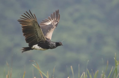 Horned Screamer (Anhima cornuta) flying, Guayas, Ecuador