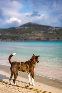 A dog in a green harness stands on a sandy beach in Greece, gazing at the turquoise waters. The