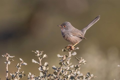 Provence warbler (Sylvia undata), Province of Valencia, Spain