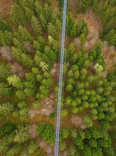 Bridge viewed from above over dense treetops, Wildline suspension bridge, Bad Wildbad, Black